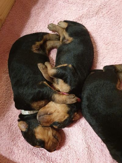 Airedale Terrier Welpe vom Planetenfeld