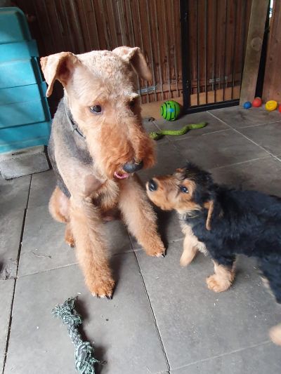 Airedale Terrier vom Planetenfeld