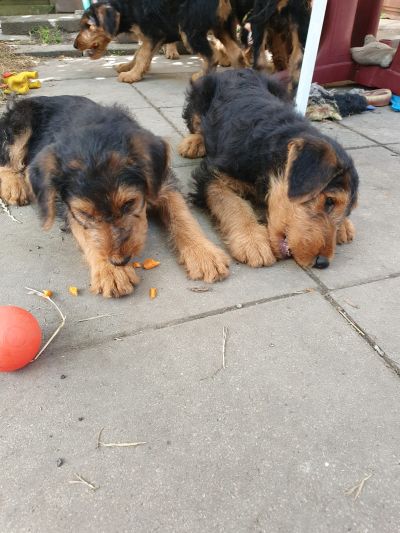Airedale Terrier vom Planetenfeld