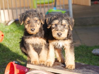 Airedale Terrier Welpen vom Planetenfeld