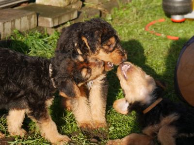 Airedale Terrier Welpen vom Planetenfeld