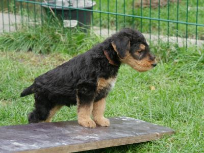 Airedale Terrier Welpe vom Planetenfeld