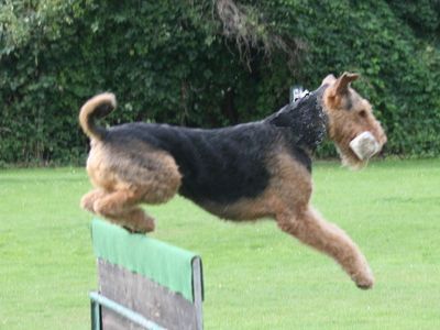 Airedale Terrier Welpe vom Planetenfeld