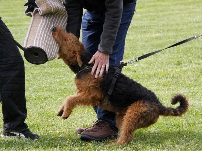 Airedale Terrier Welpe vom Planetenfeld