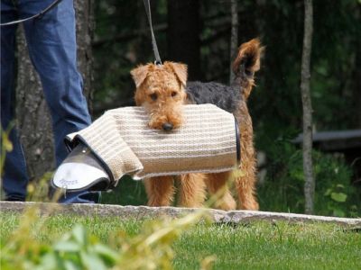 Airedale Terrier Welpe vom Planetenfeld