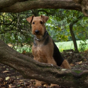 Airedale Terrier