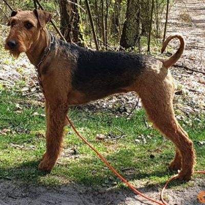 Airedale Terrier vom Haus Wirkus