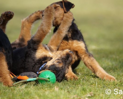 Airedale Terrier Welpen vom Haus Wirkus