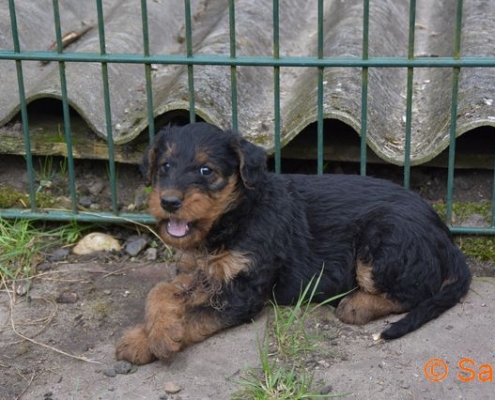 Airedale Terrier vom Haus Wirkus