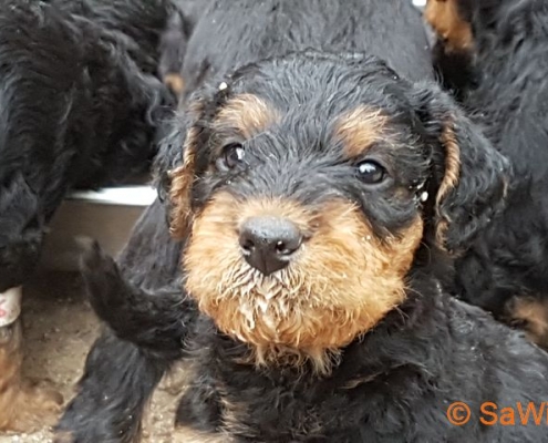 Airedale Terrier vom Haus Wirkus