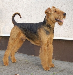 Airedale Terrier vom Haus Wirkus