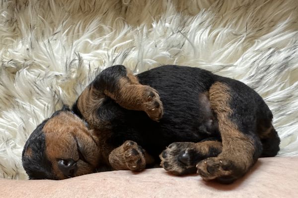 Airedale Terrier Welpe Ilos schläft