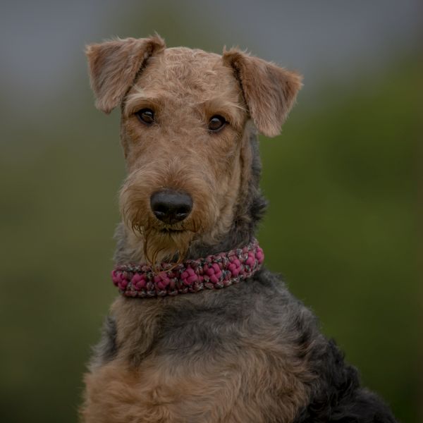 Airedale Terrier Chimaira vom Dassendal