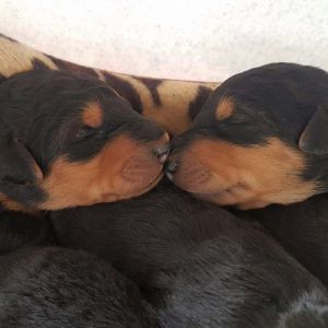 Airedale Terrier Welpen