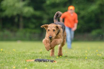 Airedale Terrier of King's Aire