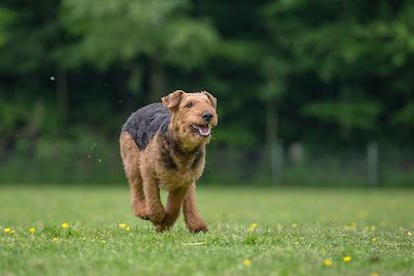 Airedale Terrier of King's Aire