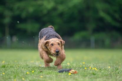 Airedale Terrier of King's Aire