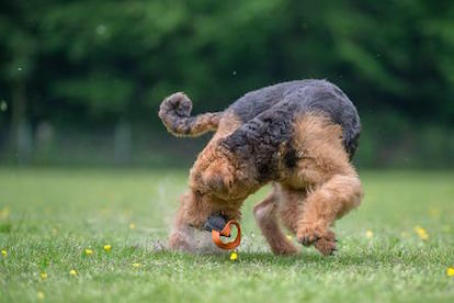 Airedale Terrier of King's Aire