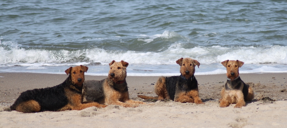 Airedale Terrier of King's Aire