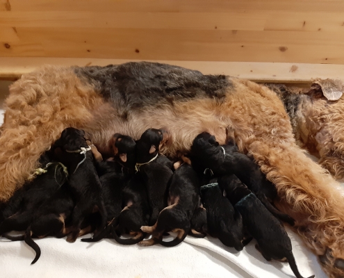 Airedale Terrier Welpen Black & Tan