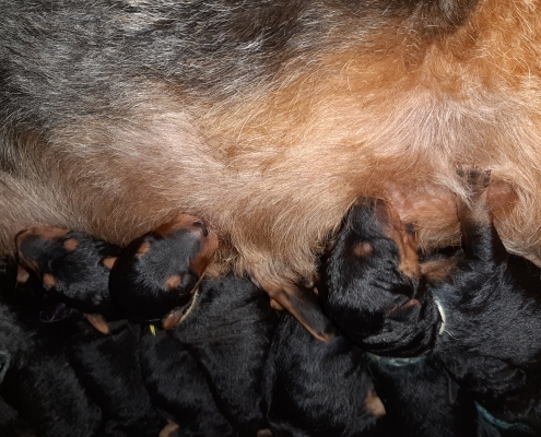 Airedale Terrier Welpen Black & Tan