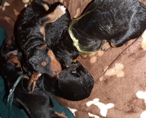 Airedale Terrier Welpen Black & Tan