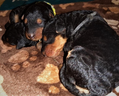 Airedale Terrier Welpen Black & Tan