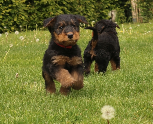 Airedale Terrier Welpen Black & Tan