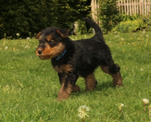 Airedale Terrier Welpen Black & Tan