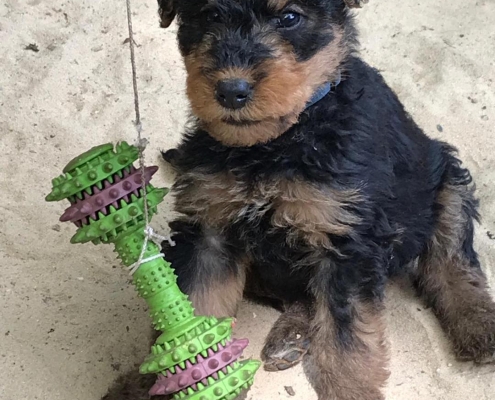 Airedale Terrier Welpen Black & Tan