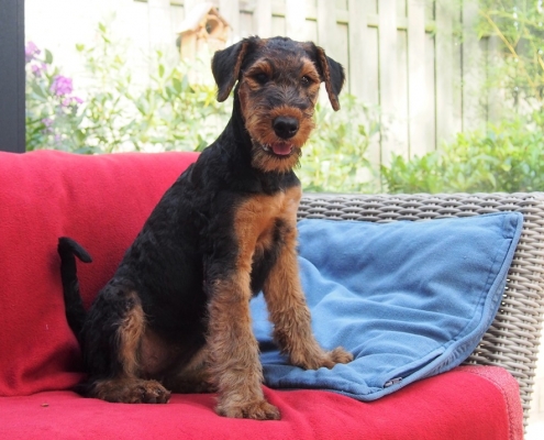 Airedale Terrier