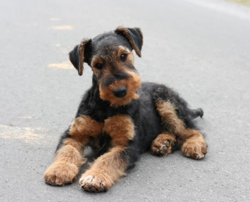 Airedale Terrier