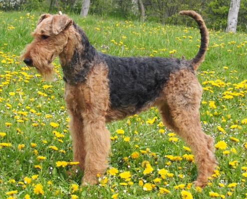 Airedale Terrier