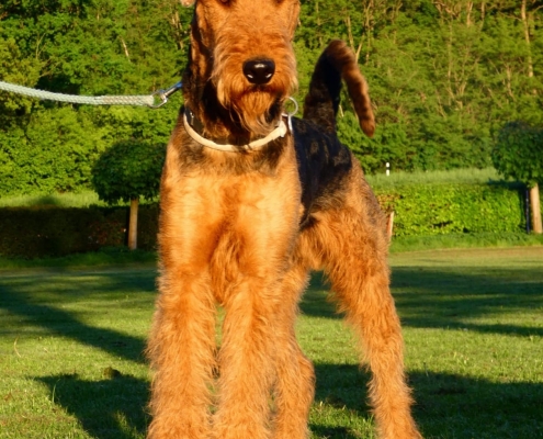 Airedale Terrier