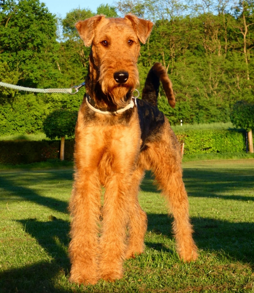 Black & Tan - Airedale Terrier Züchter aus Ibbenbüren