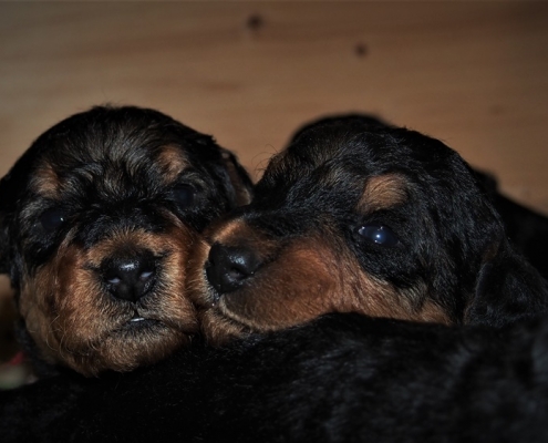 Airedale Terrier