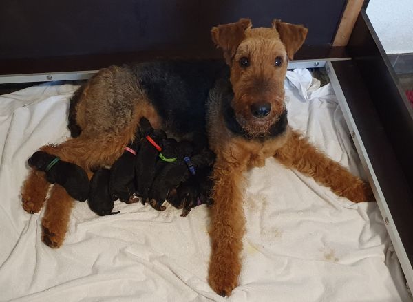 Airedaele Terrier Wurfkiste mit Mutter und Welpen
