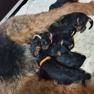 Airedaele Terrier Wurfkiste mit Mutter und Welpen