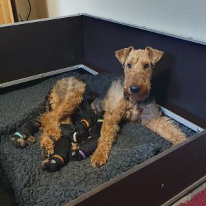 Airedale Terrier Wurf vom Lorbas