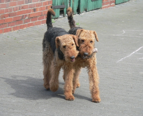 Airedale Terrier vom Lorbas