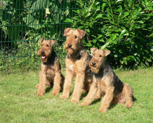 Airedale Terrier vom Lorbas