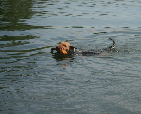 Airedale Terrier vom Lorbas