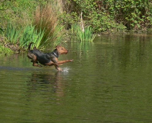 Airedale Terrier vom Lorbas