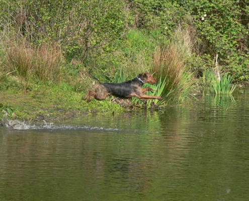 Airedale Terrier vom Lorbas