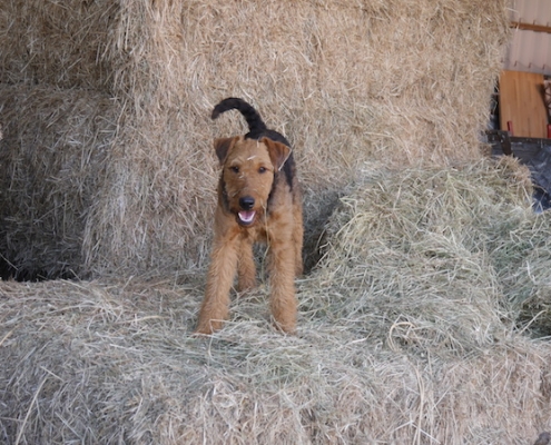 Airedale Terrier vom Lorbas