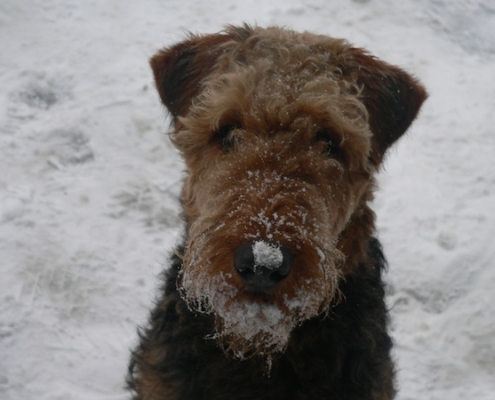 Airedale Terrier vom Lorbas