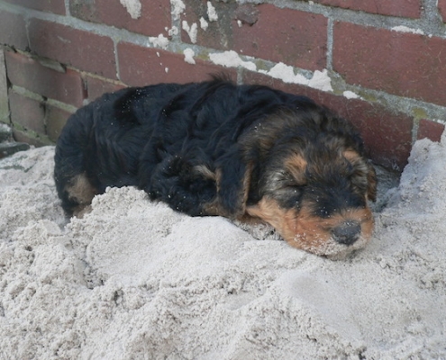 Airedale Terrier Welpen vom Lorbas