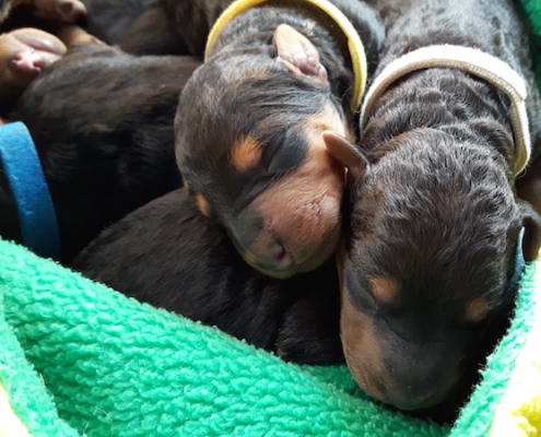 Airedale Terrier Welpen vom Lorbas