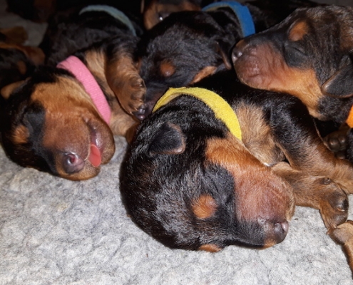 Airedale Terrier Welpen vom Lorbas