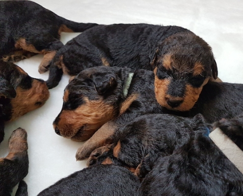 Airedale Terrier Welpen vom Lorbas